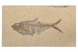 Fossil Fish (Diplomystus) - Green River Formation #214124-1